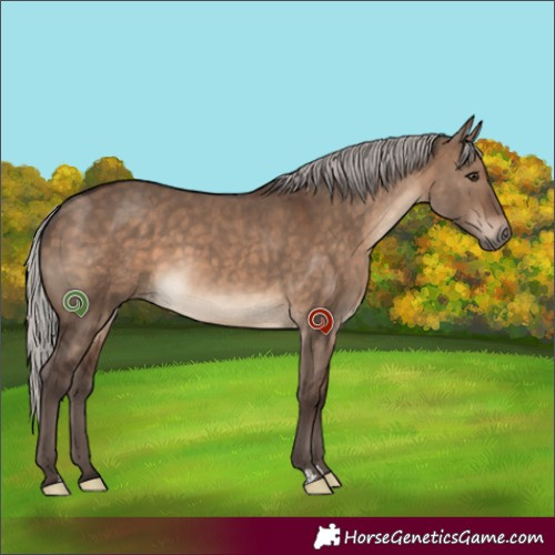 Horse Color:Silver Brown Dun
