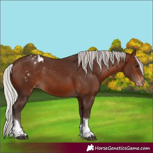Horse Color:Silver Brown Tobiano Blanket 