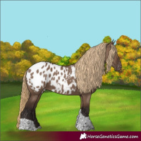 Horse Color:Liver Red Dun Tobiano Appaloosa 