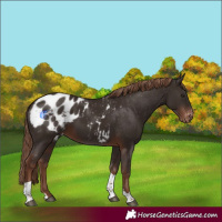 Horse Color:Liver Chestnut Tobiano Appaloosa 