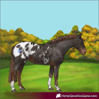 Horse Color:Liver Chestnut Tobiano Blanket 