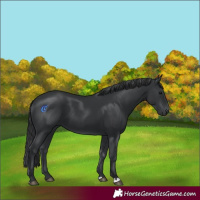 Horse Color:Black 