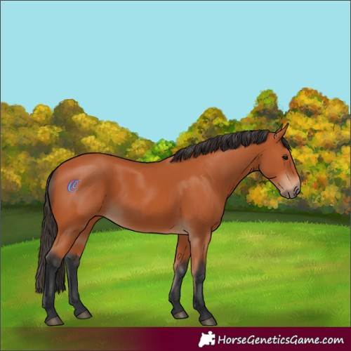 Horse Color:Bay Rabicano 
