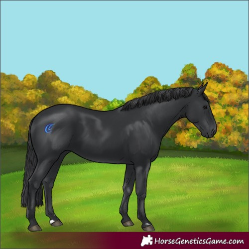 Horse Color:Black Rabicano 