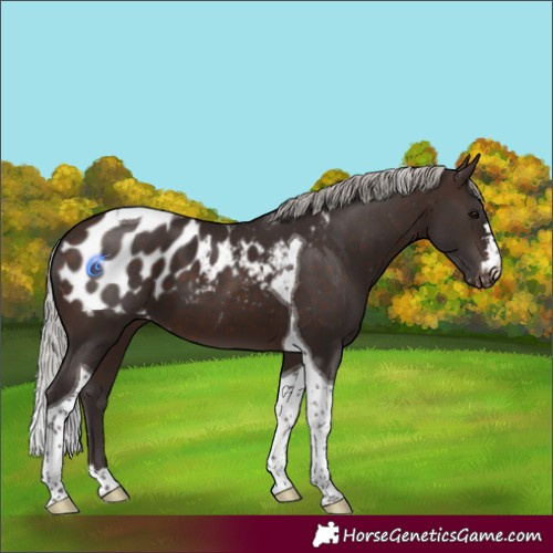 Horse Color:Silver Brown Tobiano Appaloosa 
