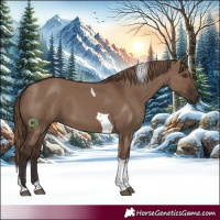 Horse Color:Liver Red Dun Tobiano