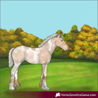 Horse Color:White Spotted Silver Grullo Pearl Appaloosa 