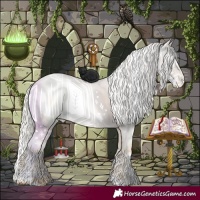 Horse Color:White Spotted Silver Smoky Grullo Pearl Appaloosa