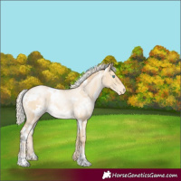 Horse Color:White Spotted Silver Smoky Grullo Pearl Appaloosa