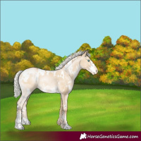Horse Color:White Spotted Silver Smoky Grullo Pearl Appaloosa