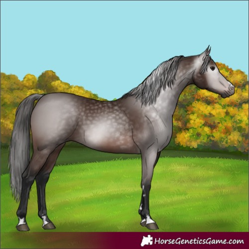 Horse Color:Gray Bay 