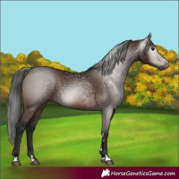 Horse Color:Gray Bay 