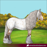 Horse Color:Silver Bay Dun Near Leopard Rabicano 