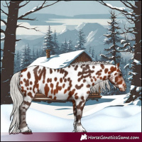 Horse Color:Silver Bay Tobiano Appaloosa 
