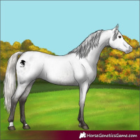 Horse Color:Gray Silver Blue Roan Appaloosa 