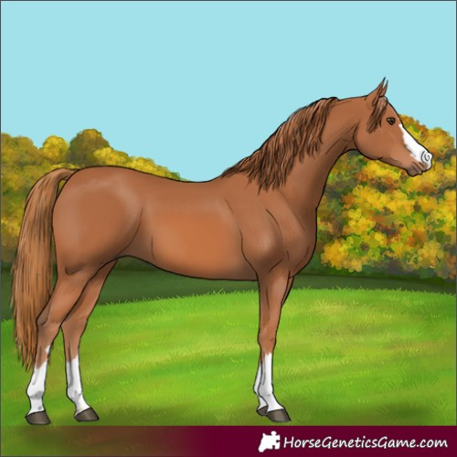Horse Color:Chestnut 