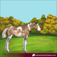 Horse Color:White Spotted Chocolate Palomino Splash