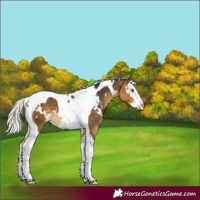 Horse Color:White Spotted Silver Buckskin Splash Tobiano 