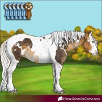 Horse Color:White Spotted Silver Buckskin Splash Tobiano 