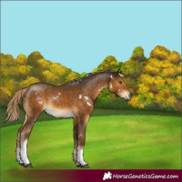 Horse Color:White Spotted Chocolate Palomino 