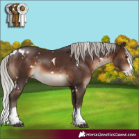 Horse Color:White Spotted Silver Brown Splash Rabicano