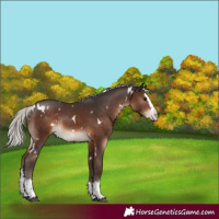 Horse Color:White Spotted Silver Brown Splash Rabicano 