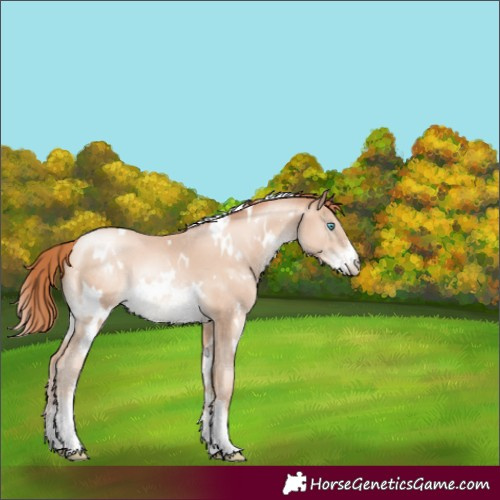 Horse Color:White Spotted Sable Champagne Pearl Sabino Rabicano 