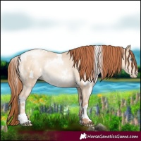Horse Color:White Spotted Sable Champagne Pearl Dun Rabicano 