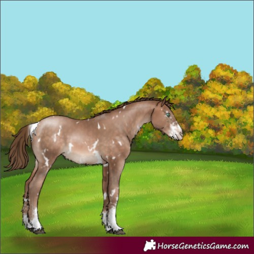 Horse Color:White Spotted Brown Pearl Sabino 
