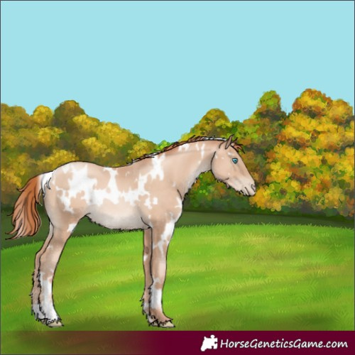Horse Color:White Spotted Sable Champagne Pearl Rabicano 