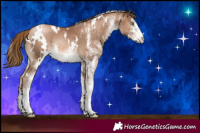 Horse Color:White Spotted Liver Chestnut Pearl Rabicano 