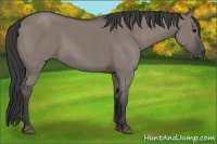 Horse Color:Grullo 