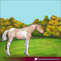 Horse Color:Silver Bay Dun Tobiano