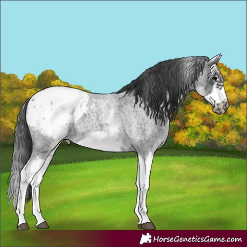 Horse Color:White Spotted Blue Roan Splash Frame Appaloosa 