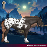 Horse Color:Liver Chestnut Tobiano Appaloosa 