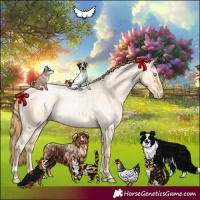 Horse Color:Buckskin Roan Pearl and Buckskin Roan Pearl