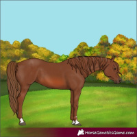 Horse Color:Chestnut 