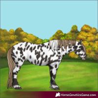 Horse Color:Liver Chestnut Tobiano Appaloosa