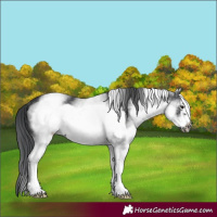 Horse Color:White Spotted Black Frame 