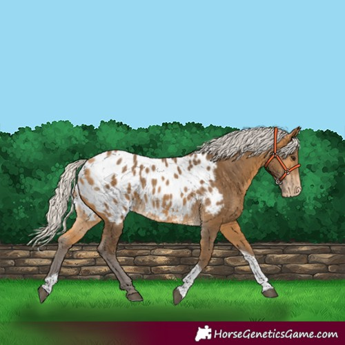Horse Color:Silver Buckskin Tobiano Blanket