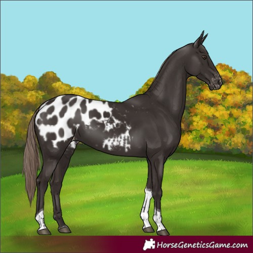 Horse Color:Liver Chestnut Tobiano Blanket 