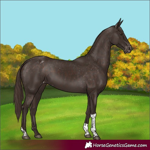 Horse Color:Liver Chestnut Tobiano Blanket 