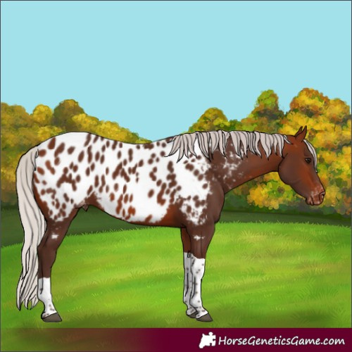 Horse Color:Silver Bay Tobiano Near Leopard 