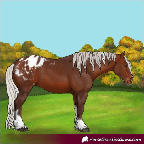 Horse Color:Silver Bay Tobiano Appaloosa 