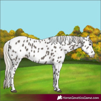 Horse Color:Silver Black Tobiano Leopard