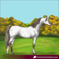 Horse Color:Liver Red Dun Roan Tobiano Appaloosa 