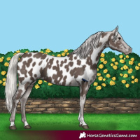 Horse Color:Silver Black Tobiano Near Leopard