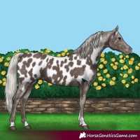 Horse Color:Silver Black Tobiano Appaloosa