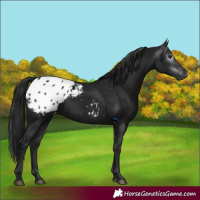 Horse Color:Gray Black Appaloosa