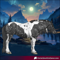 Horse Color:Black Tobiano Appaloosa 